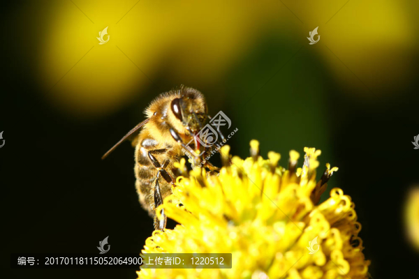 工作的蜜蜂