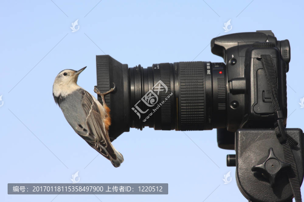 相機上的鳥