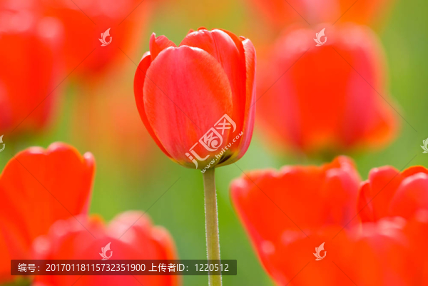 春天的花朵