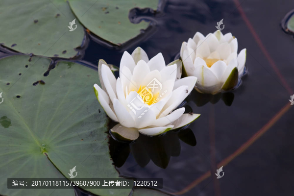兩朵百合花