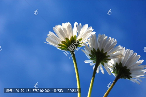 藍色天空下的菊花