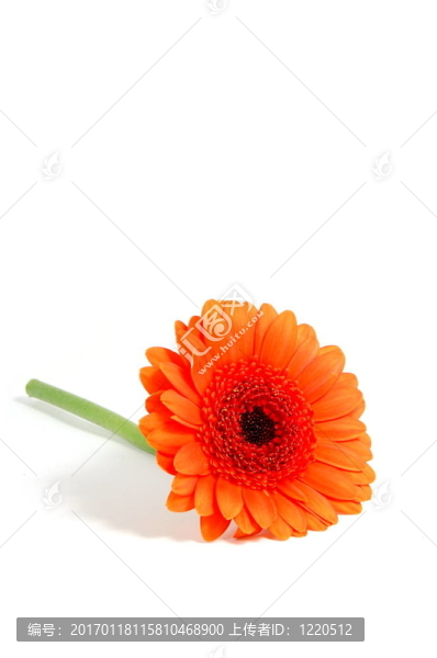 白色孤立花