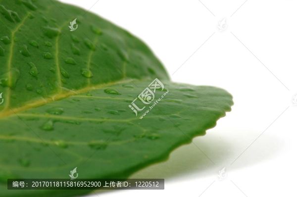 雨后的樹葉