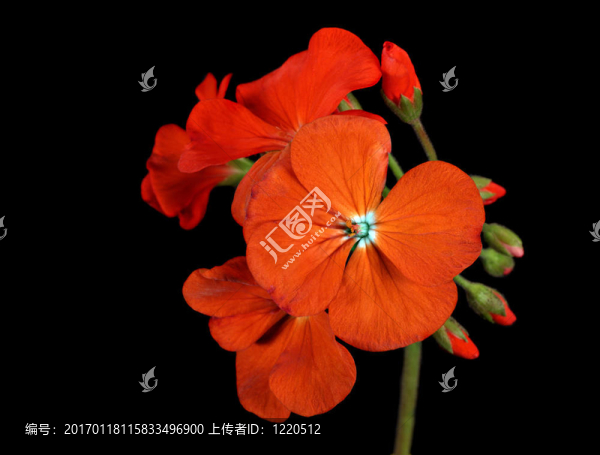 紅天竺葵
