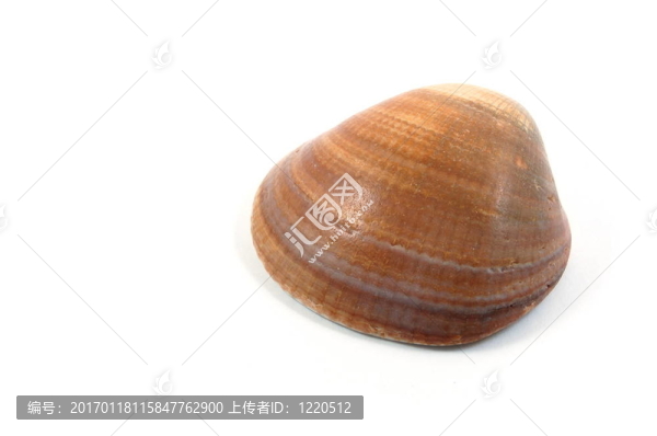 殼