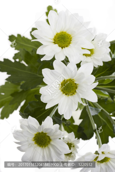 白菊花的細(xì)節(jié)