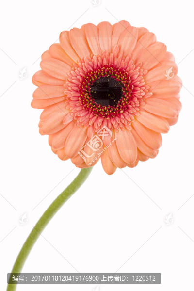 橙色非洲菊白
