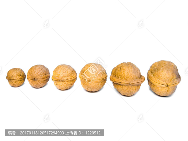 螺母