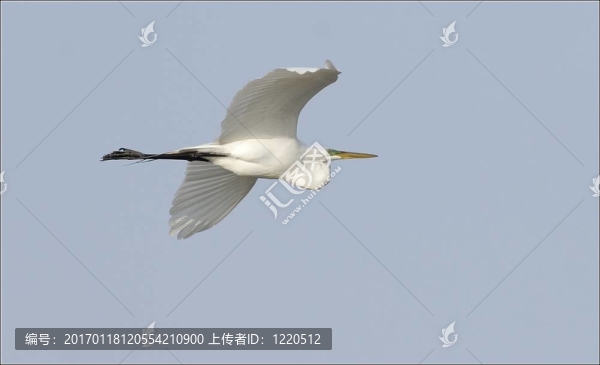 大白鷺