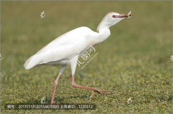 黃頭鷺