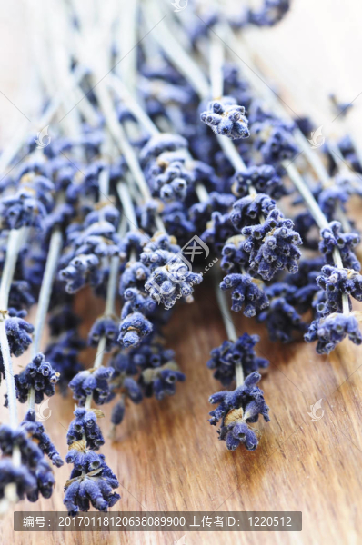 干薰衣草