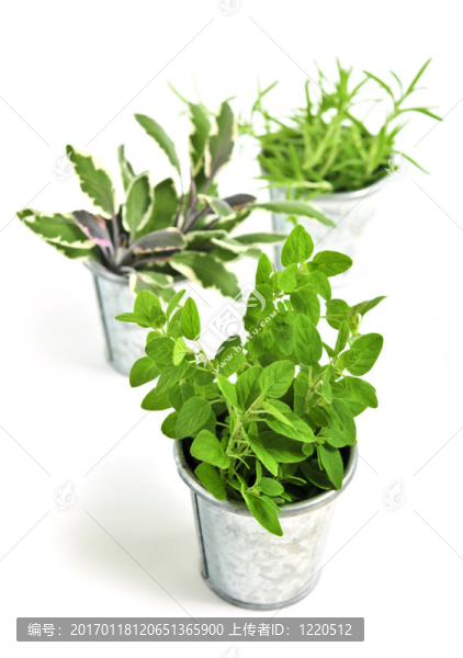 新鮮的香草
