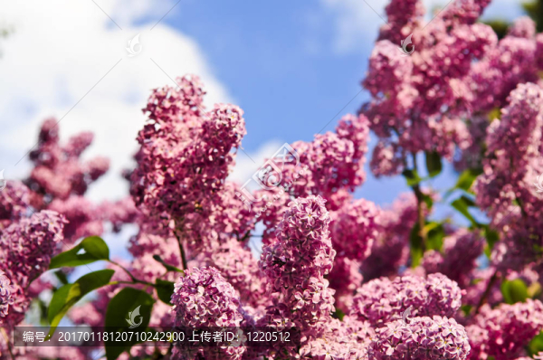 丁香花