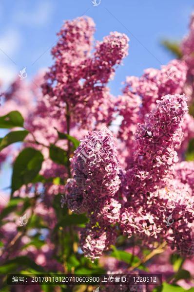 丁香花