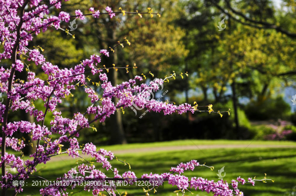 春天公園里盛開的櫻花樹