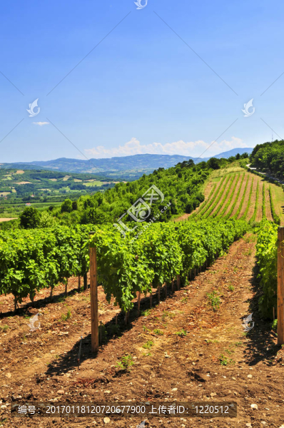 景觀與葡萄園