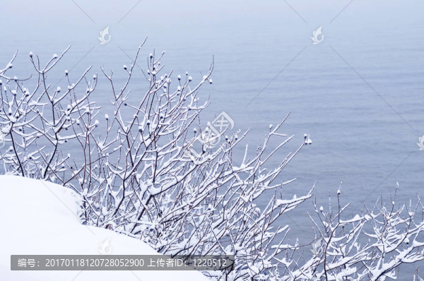 樹上的積雪