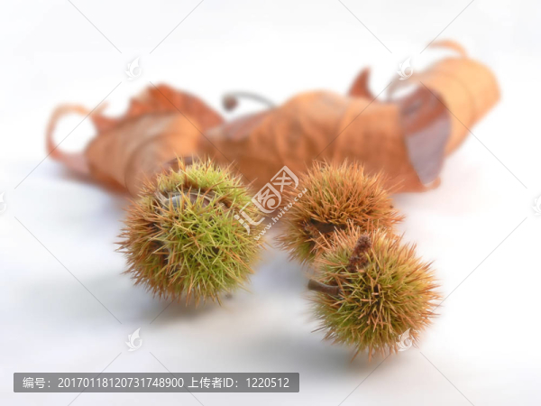 栗子