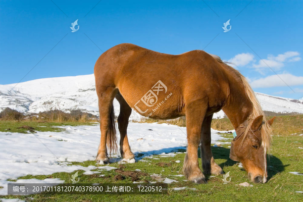 在雪地里吃草-匯圖網(wǎng) www.fosd68.com 在雪地里吃草