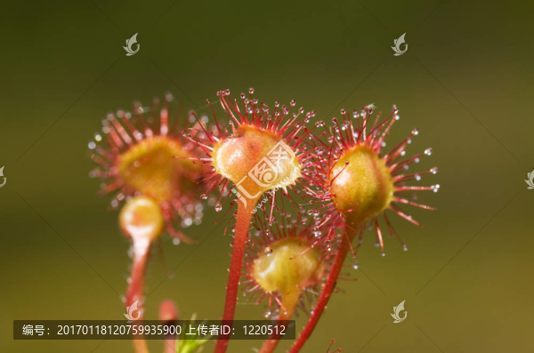 花茅膏菜