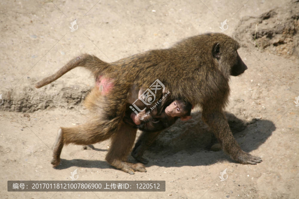 東非狒狒
