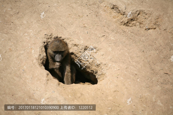 東非狒狒