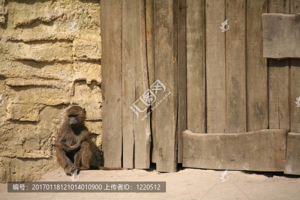 東非狒狒
