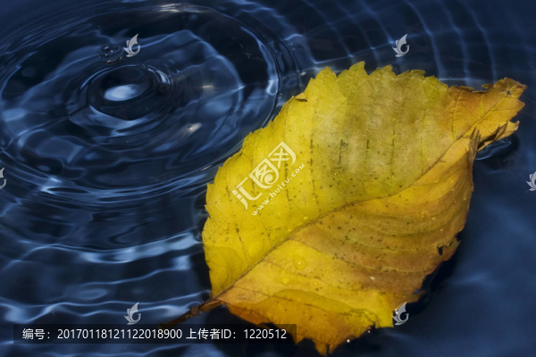 波普勒葉水