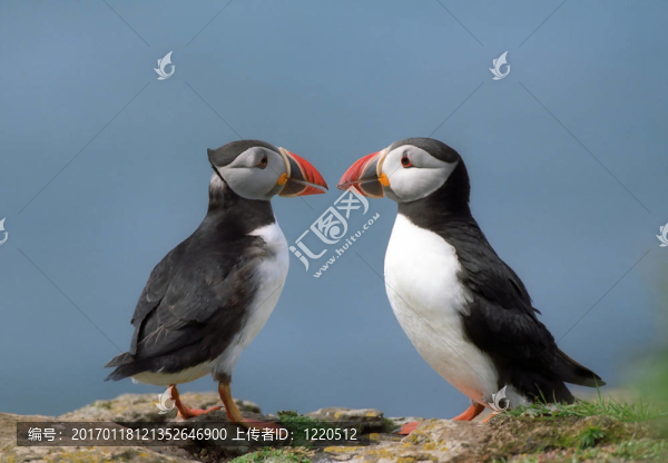 兩海雀-匯圖網(wǎng) www.fosd68.com 兩海雀