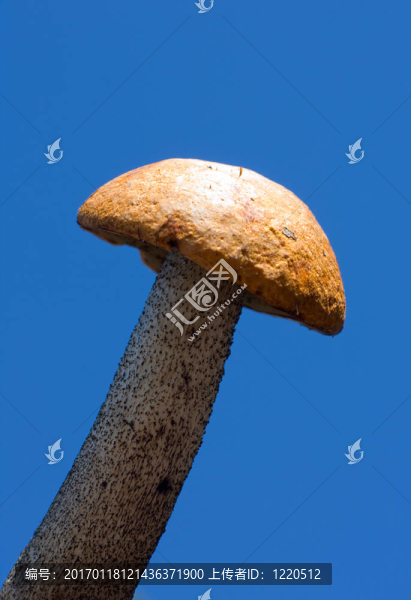 橙蓋牛肝菌