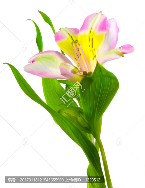 莉莉
