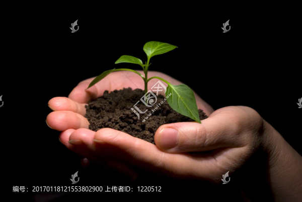 手里拿著樹苗