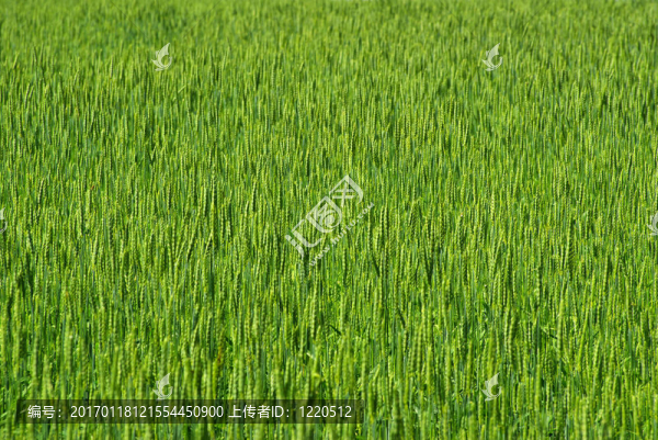 小麥田
