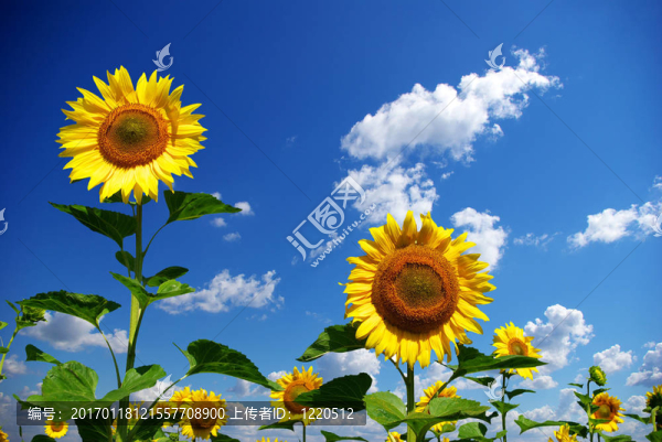 向日葵