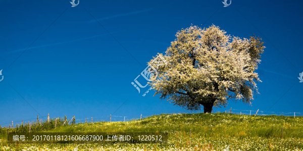 施普靈河開花的樹