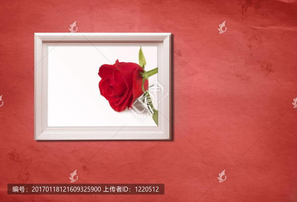 玫瑰