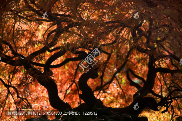 楓葉落范杜森花園溫哥華