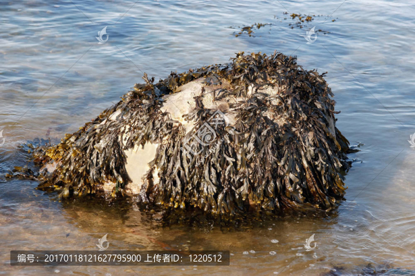 海藻的巖石