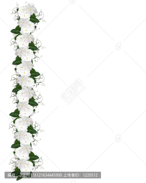花花邊的白海螺