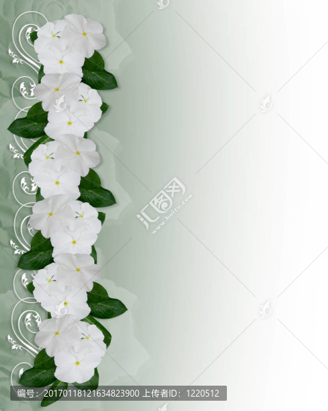 花花邊的白海螺