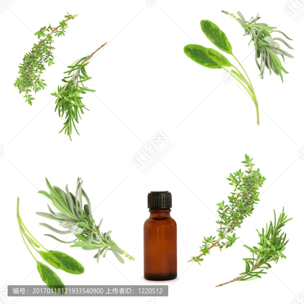 藥用和烹飪草藥