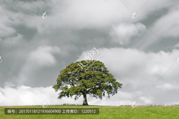 橡樹和風(fēng)暴云