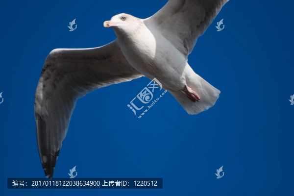 藍(lán)天上的飛鳥
