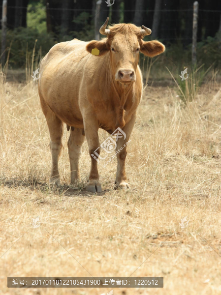 紅牛-匯圖網(wǎng) www.fosd68.com 紅牛