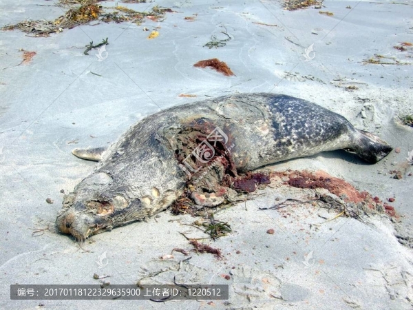 海灘上的死海豹
