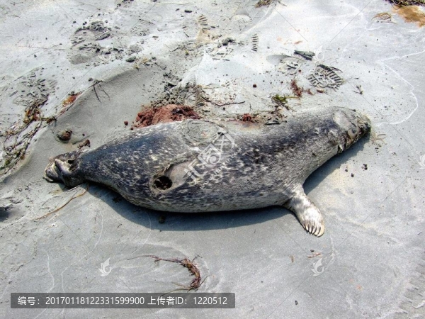 海灘上的死海豹