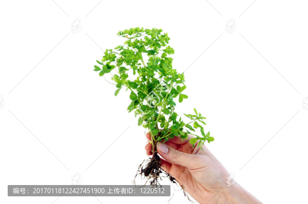 植物在手指