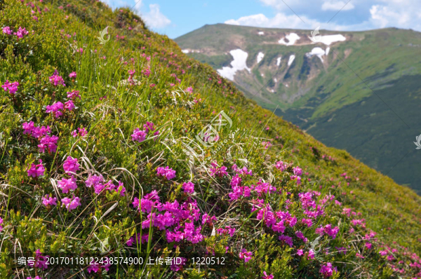 高山杜鵑盛開
