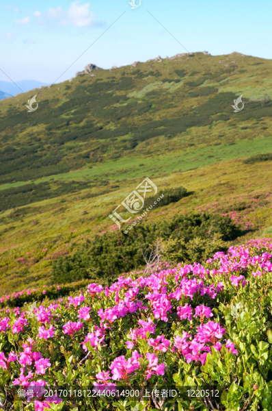 高山杜鵑盛開