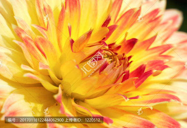 紅色的黃色的花